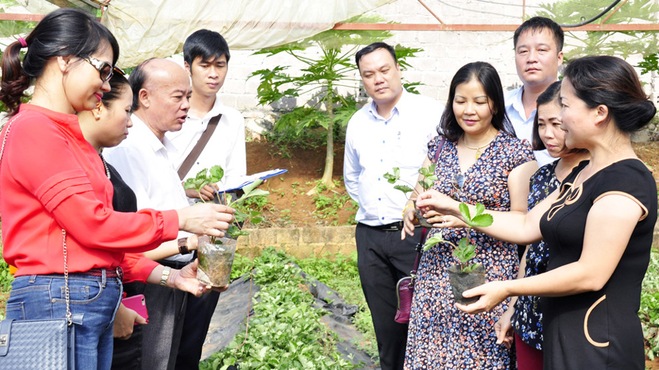 Kết nối tiêu thụ nông sản Sơn La tại Hà Nội: Cần doanh nghiệp “có tâm, có tầm” - Ảnh 1