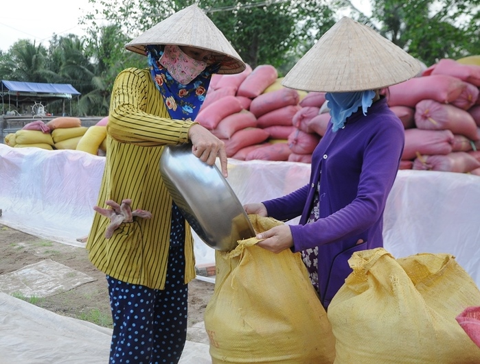 Gỡ khó tiêu thụ lúa gạo cho Đồng bằng sông Cửu Long - Ảnh 2