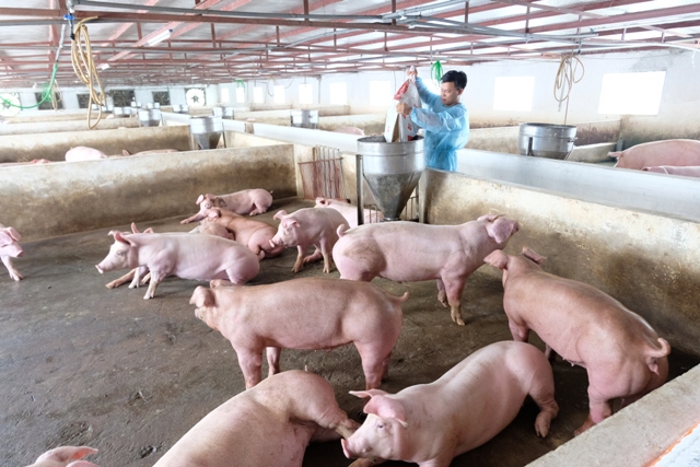 Hà Nội bảo đảm nguồn cung thịt lợn trong bối cảnh dịch Covid-19 - Ảnh 2