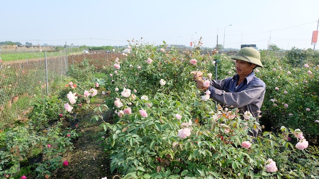 Sớm hoàn thiện chính sách phát triển hoa, cây cảnh thành ngành kinh tế sinh thái - Ảnh 1