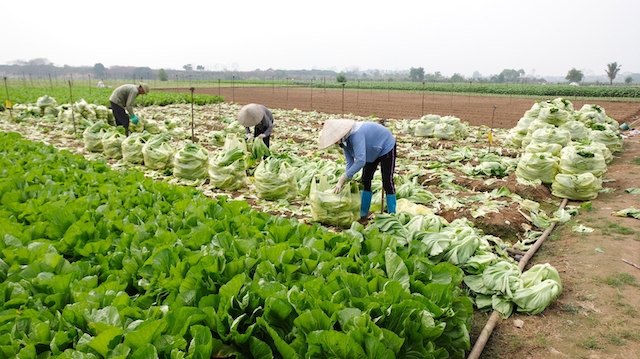 Bộ Nông nghiệp đề nghị Hà Nội phối hợp 21 tỉnh thành xây dựng chuỗi liên kết tiêu thụ nông sản trong đại dịch Covid-19 - Ảnh 1