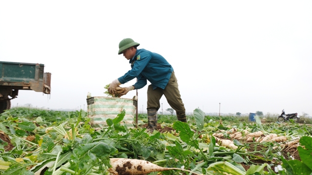 Huyện Mê Linh: Nông nghiệp tăng trưởng ấn tượng giữa ảnh hưởng của dịch Covid-19 - Ảnh 1