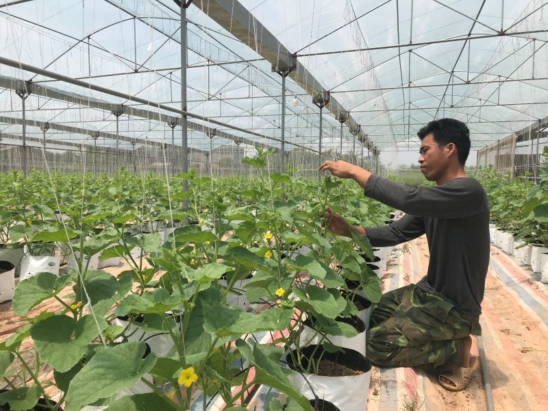 Tái cơ cấu nông nghiệp Hà Nội: Nâng chất lượng, tăng chiều sâu - Ảnh 2