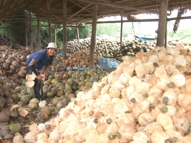 Liên kết tiêu thụ dừa chịu sức ép từ thương lái Trung Quốc - Ảnh 1