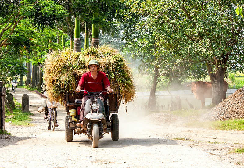 Thanh Oai, Mỹ Đức vào vụ thu hoạch lúa Chiêm Xuân - Ảnh 10