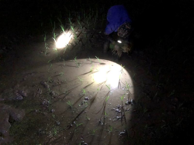 Hà Nội: Nông dân chong đèn cấy lúa đêm tránh nắng - Ảnh 4