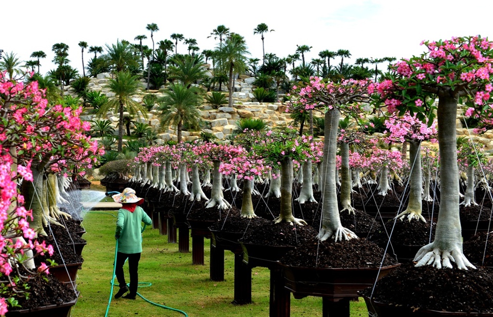 Lạc vào cõi hoa Sứ khu công viên Nong Nooch Garden and Resort (Thái Lan) - Ảnh 13