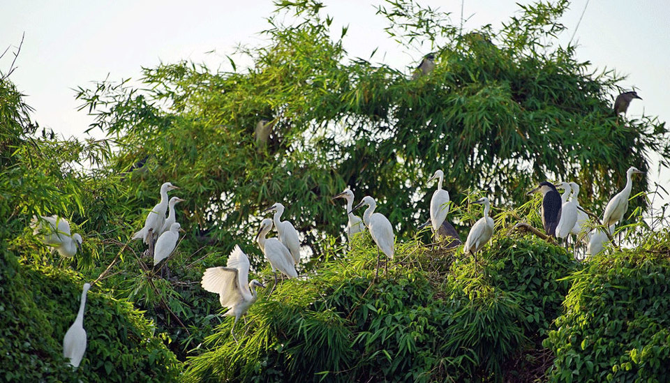 Cảnh sắc thiên nhiên tuyệt đẹp ở Đảo Cò Chi Lăng Nam - Ảnh 6