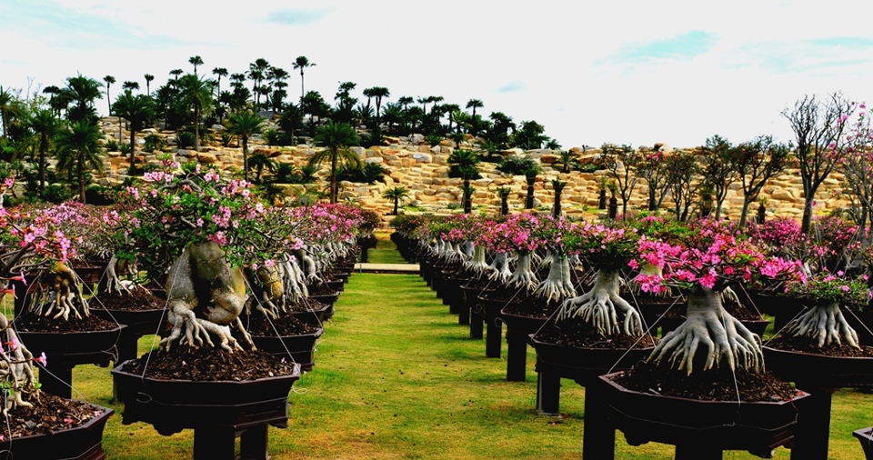 Lạc vào cõi hoa Sứ khu công viên Nong Nooch Garden and Resort (Thái Lan) - Ảnh 12