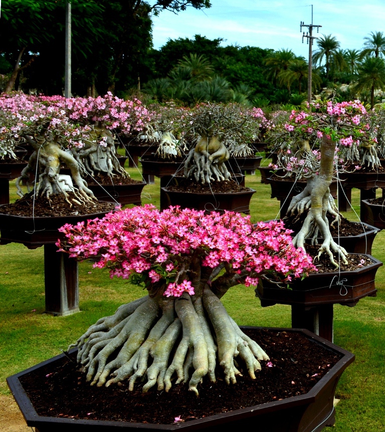 Lạc vào cõi hoa Sứ khu công viên Nong Nooch Garden and Resort (Thái Lan) - Ảnh 5
