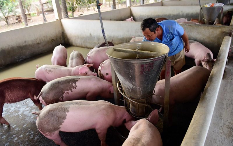 Giá lợn hơi hôm nay 6/6/2021: Biến động từ 1.000 - 3.000 đồng/kg - Ảnh 1