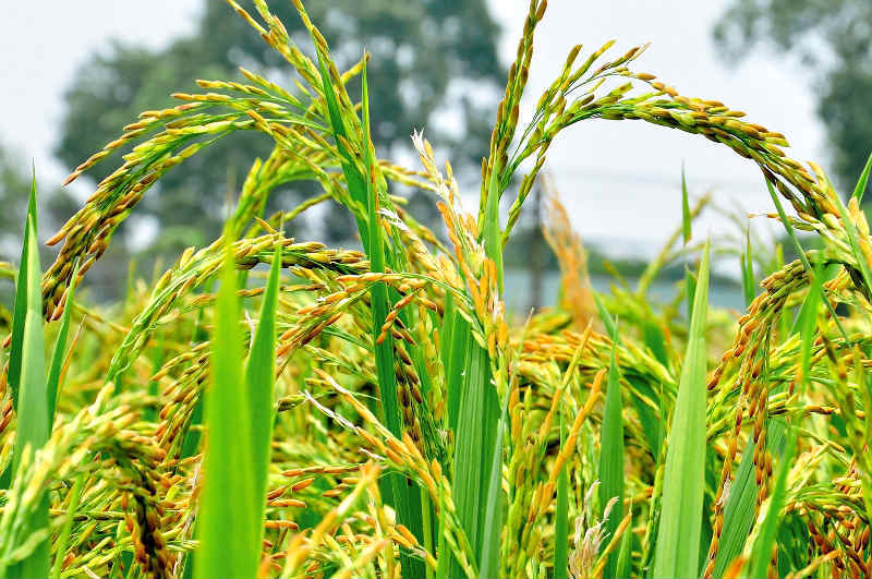 Thanh Oai, Mỹ Đức vào vụ thu hoạch lúa Chiêm Xuân - Ảnh 12