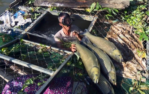 Hàng nghìn con cá nuôi lồng chết trên sông ở Huế - Ảnh 1