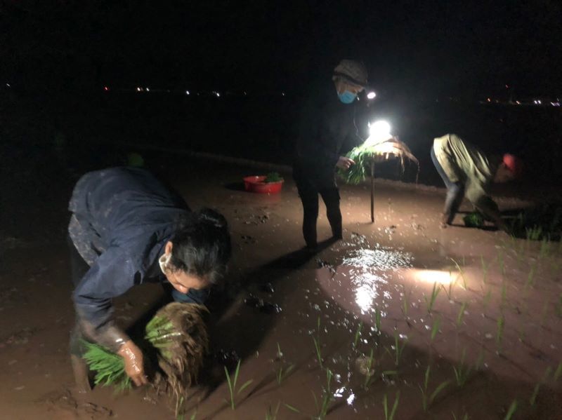 Hà Nội: Nông dân chong đèn cấy lúa đêm tránh nắng - Ảnh 1