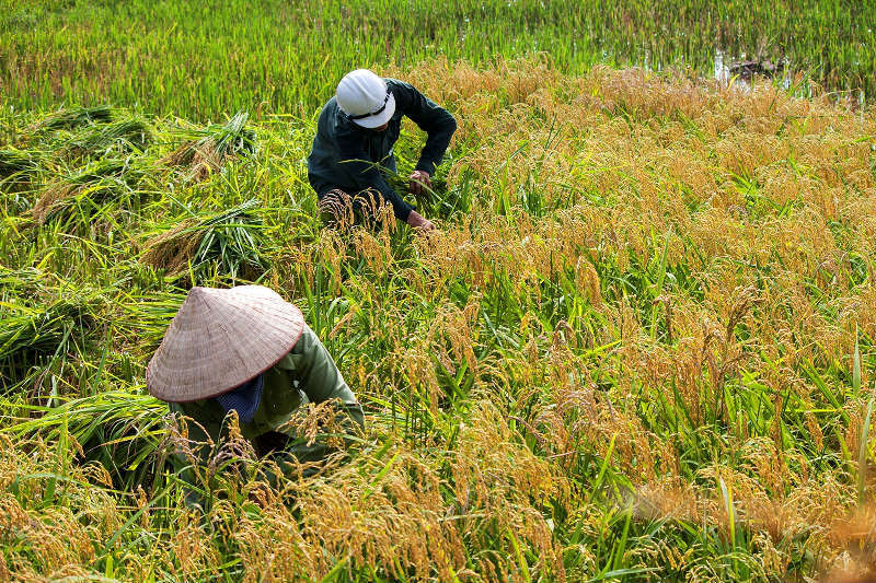 Thanh Oai, Mỹ Đức vào vụ thu hoạch lúa Chiêm Xuân - Ảnh 7
