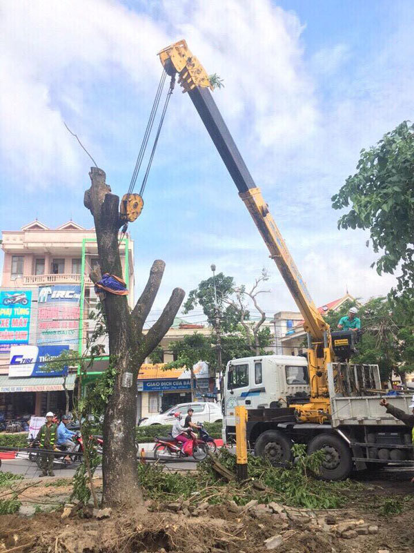 Hà Nội hỗ trợ TP Vinh khắc phục cây gãy đổ do bão số 2 - Ảnh 3