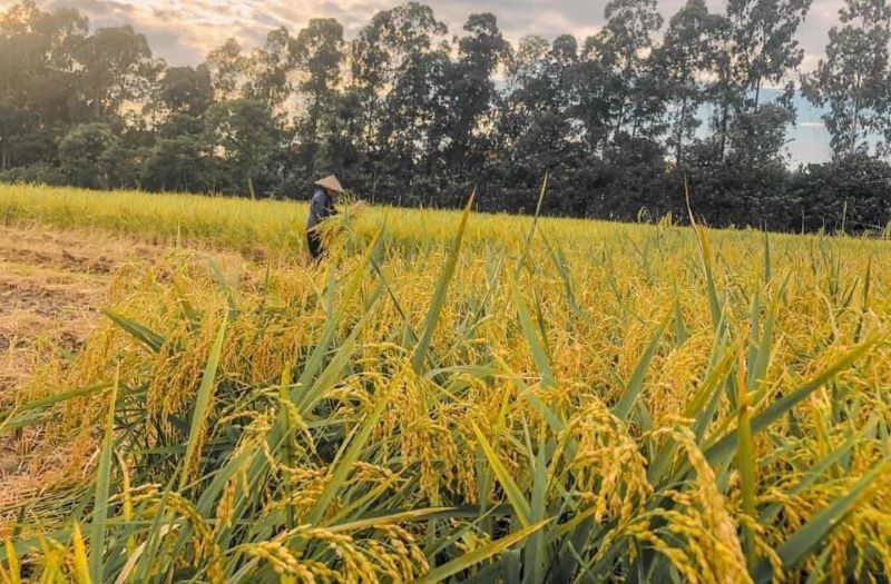 Nông dân Hà Nội thu hoạch lúa dưới cái nắng "như đổ lửa" - Ảnh 4