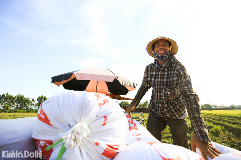 [Ảnh] Hà Nội: Người dân vùng ngoại thành tất bật thu hoạch lúa dưới cái nắng gần 40 độ C - Ảnh 13