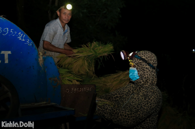 [Ảnh] Nông dân Hà Nội chiếu đèn gặt lúa thâu đêm để tránh nóng - Ảnh 8