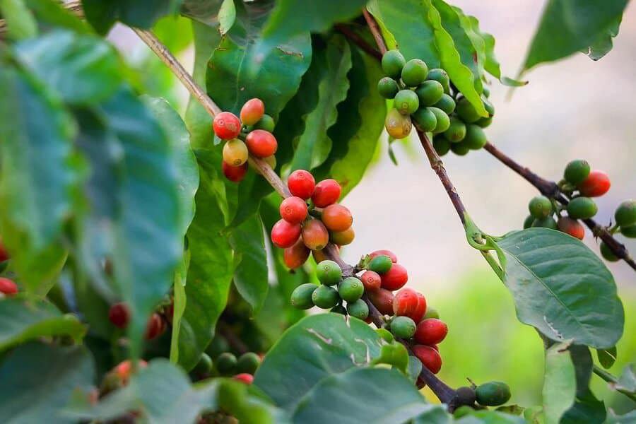 Giá cà phê hôm nay 16/7: Arabica tiếp tục tăng, xuất khẩu cà phê các nước liên tiếp lập kỷ lục - Ảnh 1