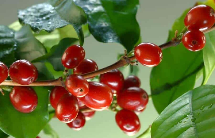 Giá cà phê hôm nay 18/5: Arabica tăng nhẹ trong khi xuất khẩu Robusta Việt Nam dự báo khả quan - Ảnh 1
