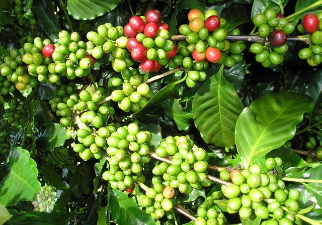 Giá cà phê hôm nay 27/7: Đồng loạt tăng cao, trong nước vượt 38.000 đồng/kg - Ảnh 1