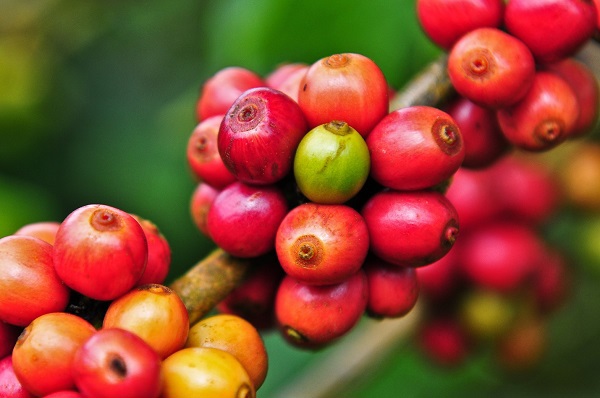 Giá cà phê hôm nay 3/8: Nguy cơ tắc cà phê xuất khẩu, tồn kho sụt giảm kỳ vọng đẩy giá Robusta tăng trở lại - Ảnh 1