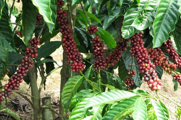Giá cà phê hôm nay 6/5: Thế giới tăng sốc, Robusta vượt 1.500 USD/tấn, trong nước cán mốc 34.000 đồng/kg - Ảnh 1