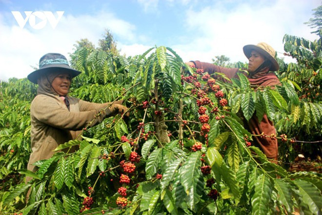 Giá cà phê hôm nay 8/5: Thị trường điều chỉnh sau đợt tăng nóng, trong nước trung bình 34.000 đồng/kg - Ảnh 1