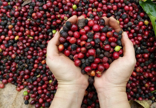 Giá cà phê hôm nay 8/6: Tiếp tục tăng, tín hiệu vui từ xuất khẩu có thể đẩy giá lên 36 triệu/tấn - Ảnh 1