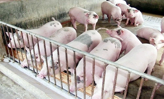 Giá lợn hơi ngày 2/8/2021: Miền Bắc - Nam đi ngang, miền Trung giảm 1.000 đồng/kg - Ảnh 1