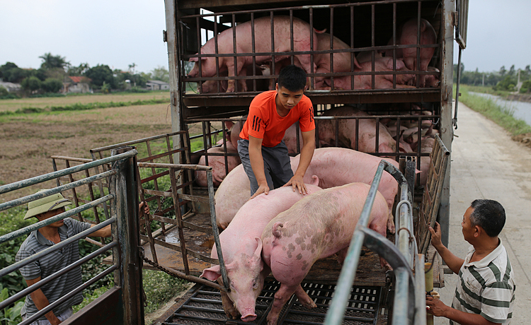 Giá lợn hơi ngày 12/7/2021: 2 miền Bắc - Trung giảm mạnh - Ảnh 1