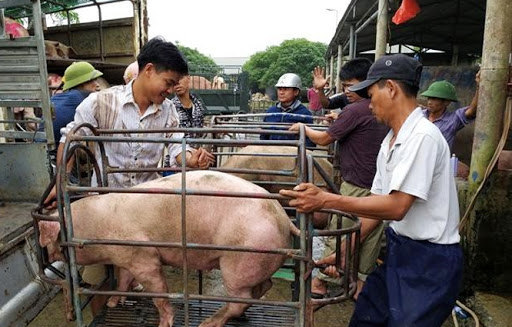 Giá lợn hơi hôm nay 13/6/2021: Bộ NN&PTNT dự báo giá lợn sẽ tăng? - Ảnh 1