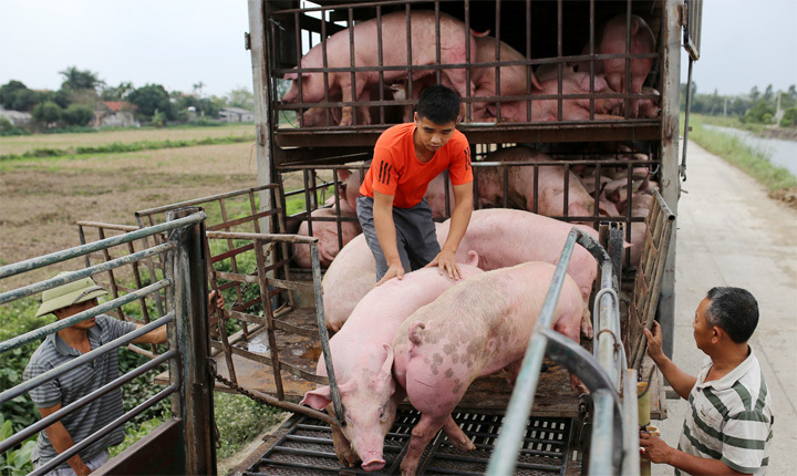 Giá lợn hơi hôm nay 1/6/2021: Giảm nhẹ, cao nhất đạt 72.000 đồng/kg - Ảnh 1