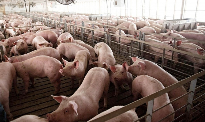 Giá lợn hơi hôm nay 10/7/2021: Hạn chế nhập khẩu để "giải cứu" ngành chăn nuôi lợn? - Ảnh 1