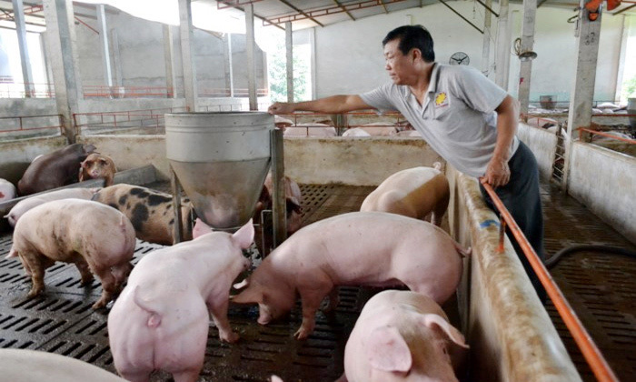 Giá lợn hơi ngày 10/8/2021: Cả 3 miền tăng 1.000 - 2.000 đồng/kg - Ảnh 1