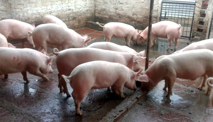 Giá lợn hơi hôm nay 11/5/2021: Có nơi giảm 4.000 đồng/kg - Ảnh 1