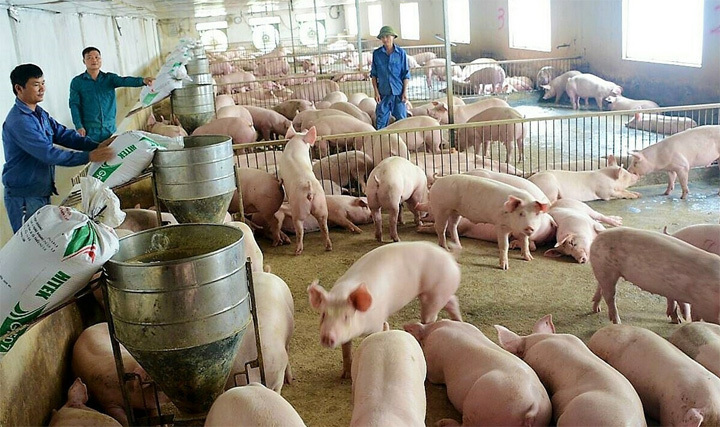 Giá lợn hơi hôm nay 14/5/2021: Giảm nhẹ, cao nhất 75.000 đồng/kg - Ảnh 1