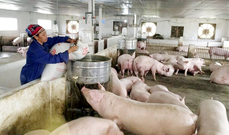 Giá lợn hơi hôm nay 15/6/2021: Cả 3 miền ít biến động, dao động từ 65.000 - 75.000 đồng/kg - Ảnh 1