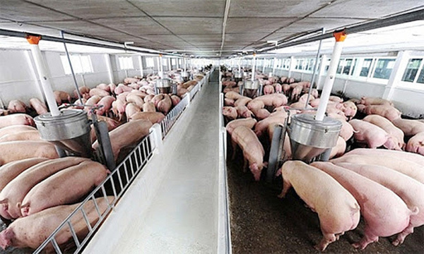 Giá lợn hơi hôm nay 17/5/2021: Miền Trung - Tây Nguyên tiếp tục tăng - Ảnh 1