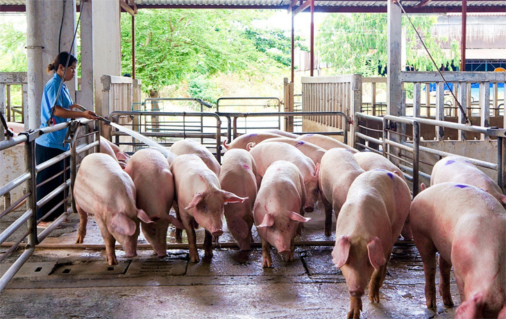 Giá lợn hơi hôm nay 18/5/2021: Miền Trung giảm giá - Ảnh 1