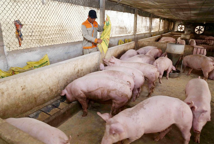 Giá lợn hơi hôm nay 19/6/2021: Điều chỉnh nhẹ, dao động từ 65.000 - 72.000 đồng/kg - Ảnh 1
