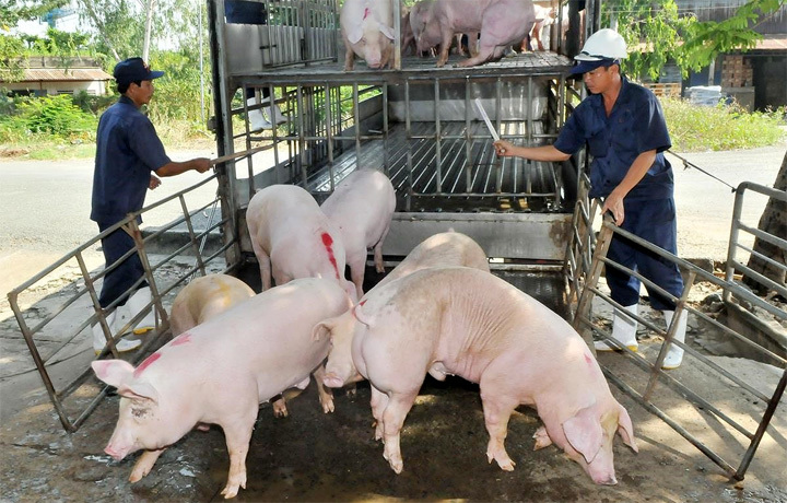 Giá lợn hơi ngày 21/7/2021: Có nơi tăng 3.000 đồng/kg - Ảnh 1
