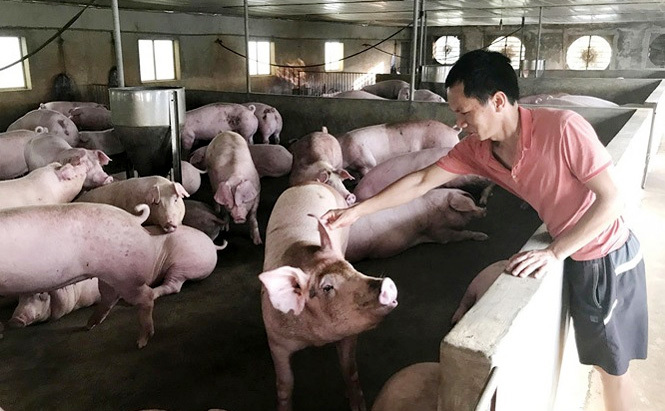 Giá lợn hơi hôm nay 22/6/2021: Biến động 1.000 - 3.000 đồng/kg - Ảnh 1