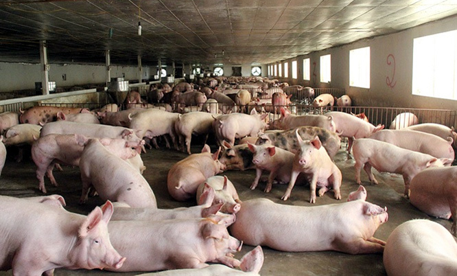 Giá lợn hơi hôm nay 24/4/2021: Cả 3 miền tiếp tục giảm 1.000 - 2.000 đồng/kg - Ảnh 1