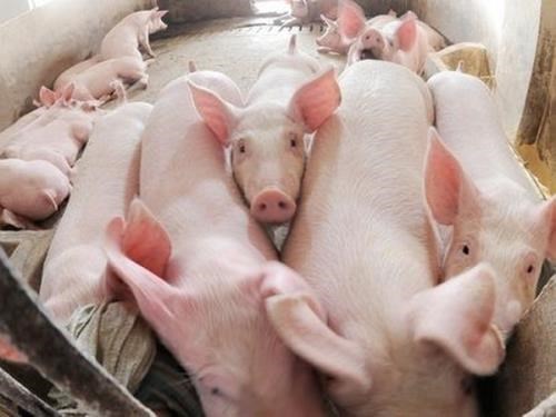 Giá lợn hơi ngày 25/7/2021: Người nuôi đang lỗ từ 7.000 - 8.000 đồng/kg? - Ảnh 1