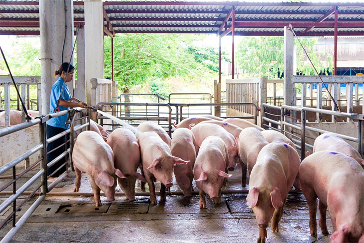 Giá lợn hơi hôm nay 26/4/2021: Giảm nhẹ, thấp nhất 70.000 đồng/kg - Ảnh 1