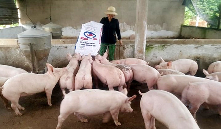 Giá lợn hơi ngày 27/7/2021: Cả 3 miền tăng 1.000 - 2.000 đồng/kg - Ảnh 1
