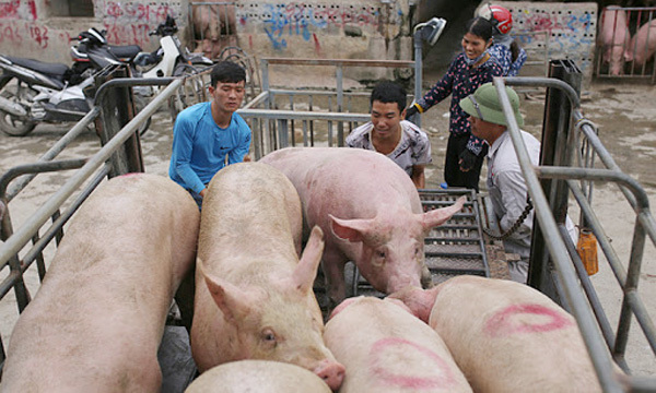 Giá lợn hơi hôm nay 3/7/2021: 2 miền Trung - Nam biến động từ 1.000 - 4.000 đồng/kg - Ảnh 1
