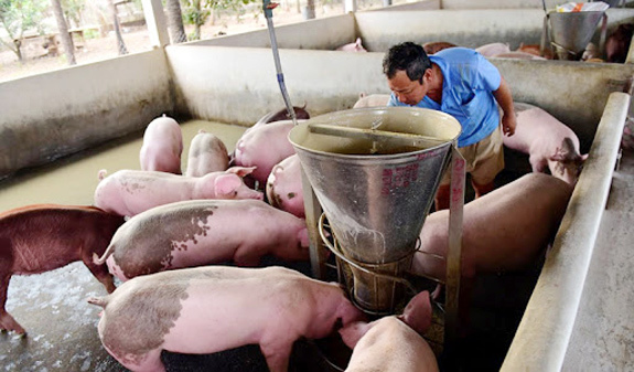 Giá lợn hơi hôm nay 6/5/2021: Cả 3 miền tiếp tục giảm 1.000 - 3.000 đồng/kg - Ảnh 1